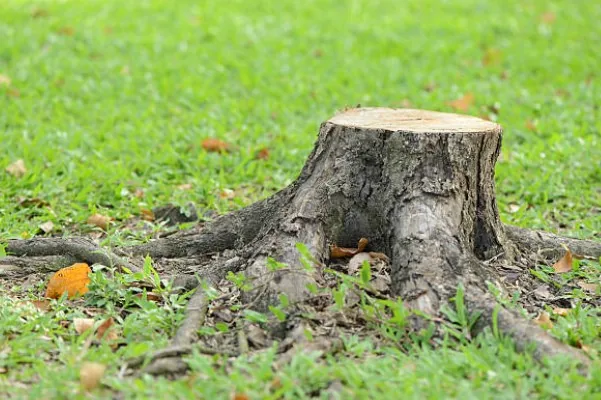 Tree stumps