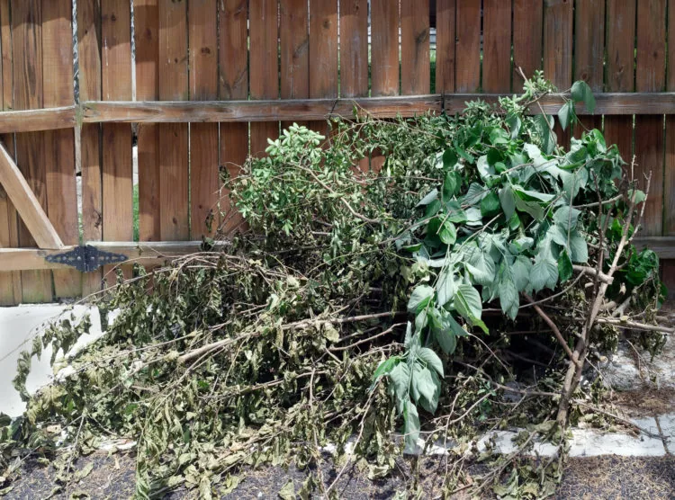Yard debris ready for pickup