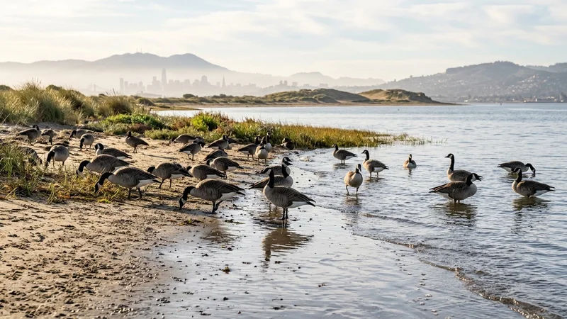Flock of Canada geese along the sandy shoreline and shallow waters of Crown Beach in Alameda